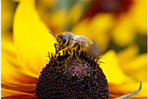 Blumen-Picknick