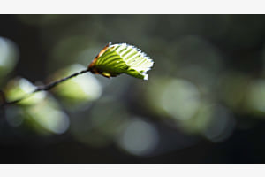 Entfaltung Entfaltung