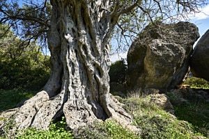 Der Ölbaum-Methusalem von Lissos, Kreta
