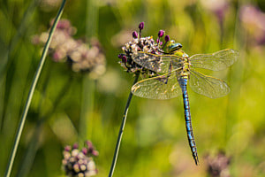 Libelle