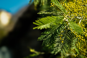 Tessiner Frühling