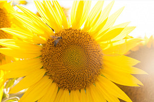 Sonnenblume