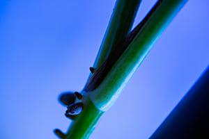 Macro Plant