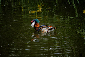 Mandarinente