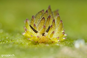 Augenkontakt.... Costasiella Kuroshimae / Blattschaf Grösse max. 5mm.