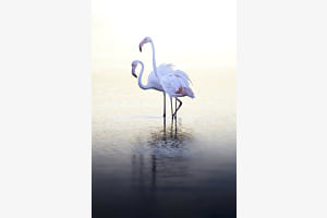 Flamant Rose Flamant Rose