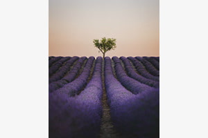Centered Tree in the Lavender Fields