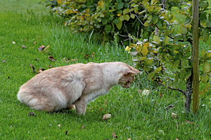 Chat Puidoux VD