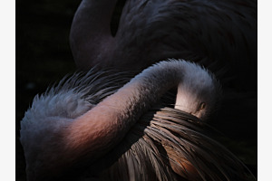 Sleepy pink