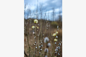 Frühling