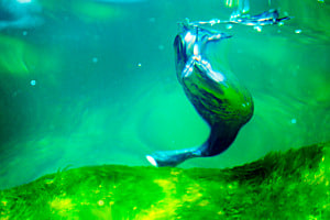 deep dive