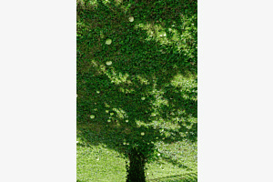 The apple tree