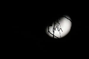 Mond im Gegenlicht 