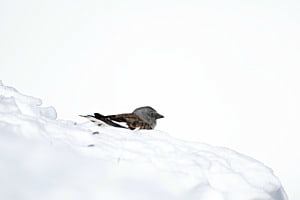 Schneesperling