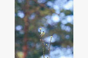 Blaumeise im Frühjahr