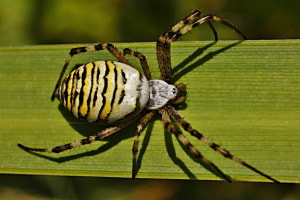 Zebraspinne