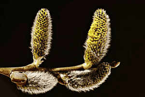 Weidekätzchen