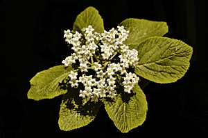 Holunderblüte