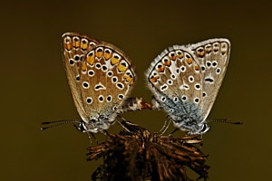 Paarung