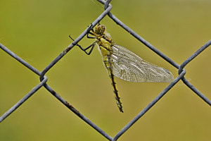 Heidelibelle
