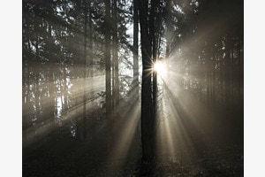 Nebel im Pleerwald Burgdorf