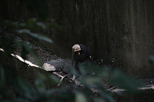 Formosa-Makak (Macaca cyclopis) ¦ Shoushan, Kaohsiung (Taiwan)