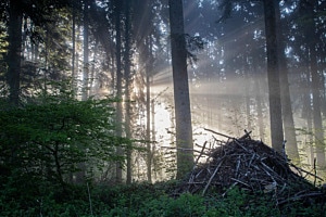 Im Wald