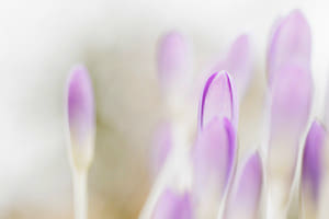 Krokus