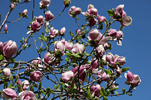 Magnolie