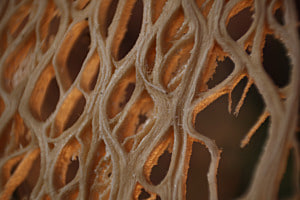 Macro Structure