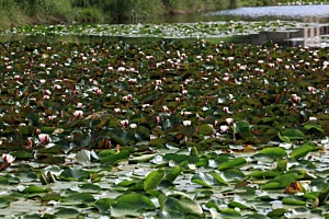 Seerosenteich