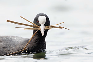 Nestbau