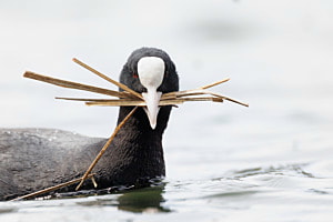 Nestbau