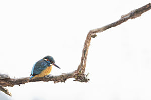 Eisvogel Eisvogel