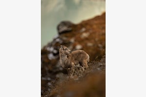 Junger Steinbock am Lac de Dix