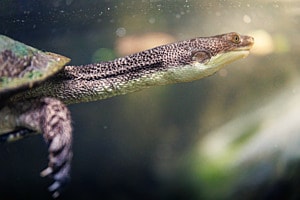 Schildkröte