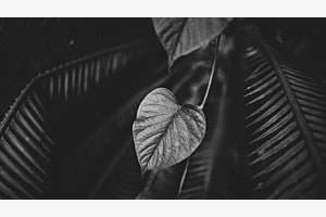 Blatt der Efeutute vor Palmwedel