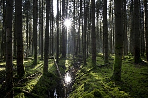 Doppelsonne im Leuzigewald