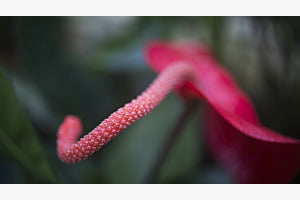 Flamingoblume Flamingoblume