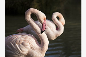 Flamingo im Doppel Flamingo im Doppel