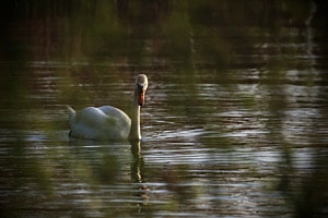 Schwan