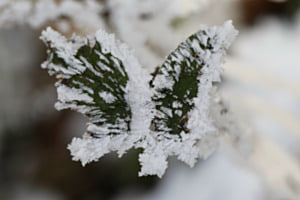 Blatt-Schmetterling im Schneegewand