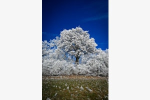 frost