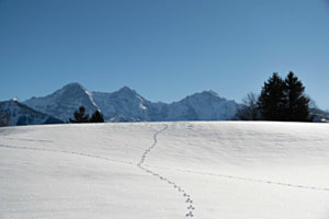 Path to "Top of Europe"