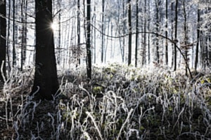 Winterwunderwald