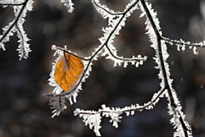 Last leaf on frosty branch
