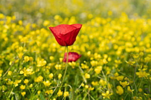 Mohn in Hahnenfusswiese