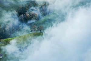 Bäume im Nebel