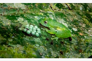 Gut getarnt und trotzdem wachsam (Nachtaktiver Glasfrosch)