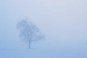 Die Kraft des Baums